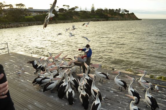 Lotta per il cibo fra gabbiani e pellicani - foto Paola Cattaneo